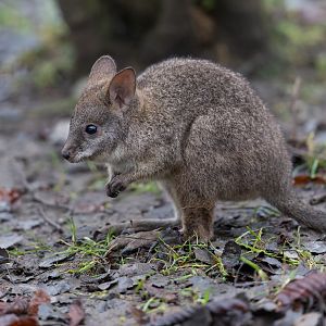 Palma Wallaby juvenile, Hamerton, UK