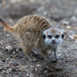Meerkat juvenile, Hamerton, UK