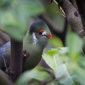 White cheeked Turaco, Hamerton, UK