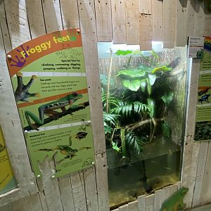 Red-eyed tree frog exhibit 111224