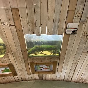 Laos warty newt exhibit 111224