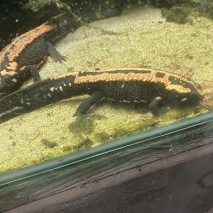 Laos warty newt 111224