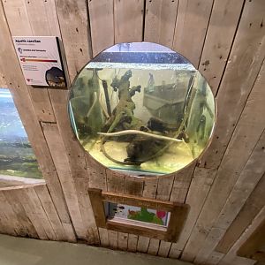 Rio Cauca caecilian exhibit 111224