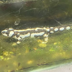 Luristan newt 111224