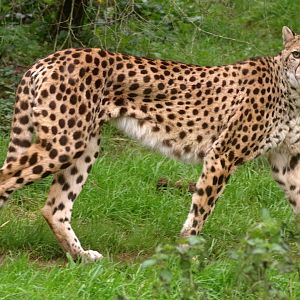 South African cheetah 111224