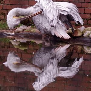 Dalmatian pelican 111224