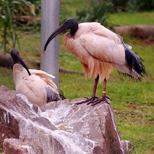 Sacred ibis 111224