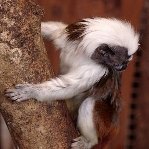 Cotton-top tamarin 111224