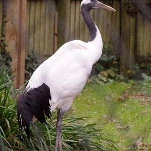 Red-crowned crane 111224