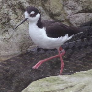 Black-necked stilt 111224