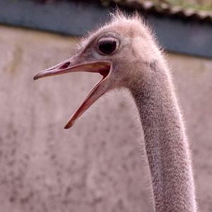 Red-necked ostrich 111224
