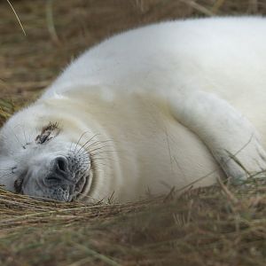 Grey seal pup, wild, UK