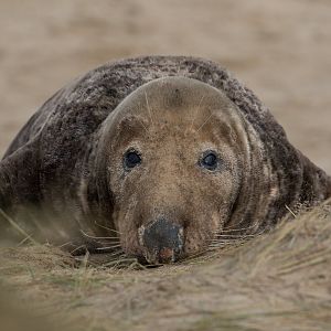Grey seal, wild, UK