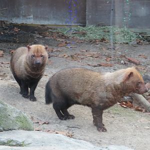 Bush Dogs (Caribbean Coast)
