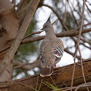 Crested Pigeon