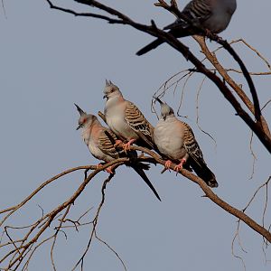 Crested Pigeons