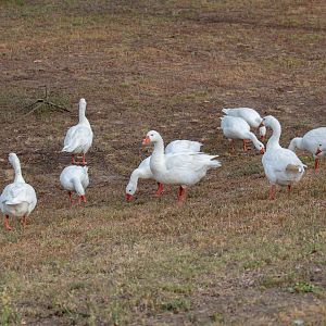 Domestic Geese