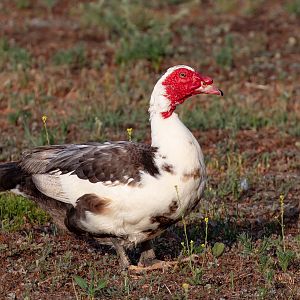 Domestic Muscovy Duck