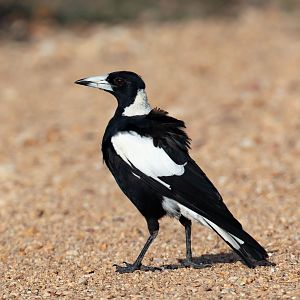 Black-backed Magpie