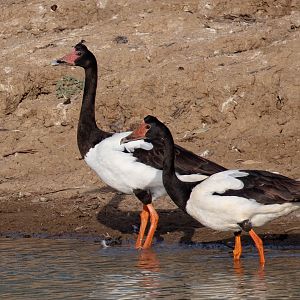 Magpie Geese