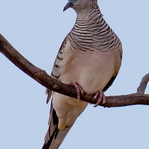 Peaceful Dove