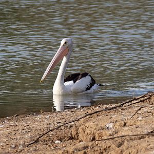 Australian Pelican