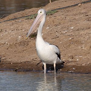 Australian Pelican
