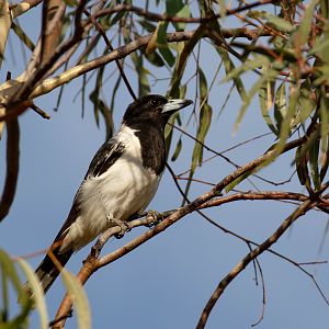 Pied Butcherbird