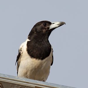 Pied Butcherbird