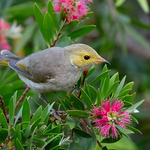 White-plumed Honeyeater