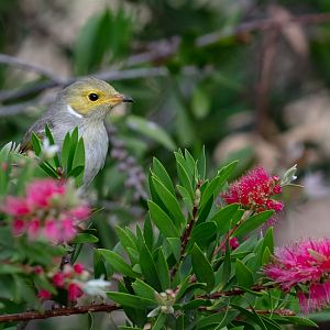White-plumed Honeyeater