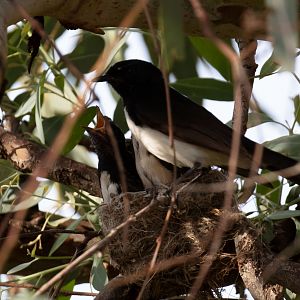 Willie Wagtail at nest