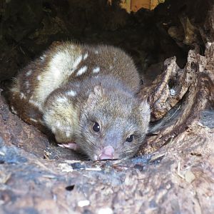 Quoll, 2015