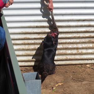 Tasmanian Devil feeding, 2015