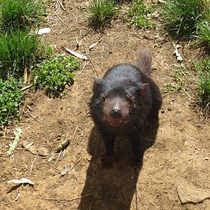 Tasmanian Devil, 2015