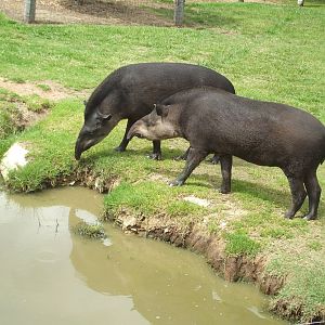Brazilian Tapir, 2010