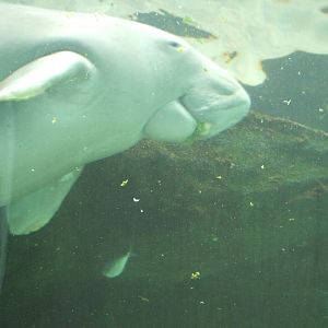 Pig the Dugong, 2010