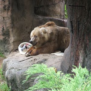 Bethel the Kodiak Bear, 2010