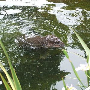 Baby Pygmy Hippo, 2010