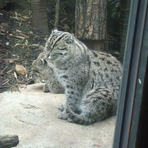 Fishing Cats, 2010