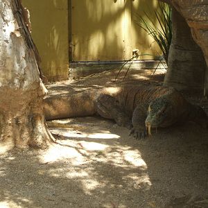 Komodo Dragon, 2012
