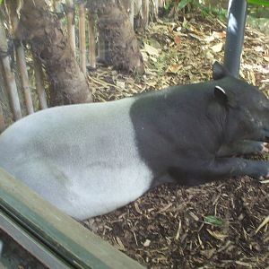 Malayan Tapir, 2012