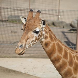 Giraffe, October 2024