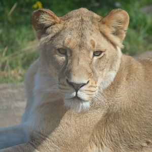 Lioness, October 2024