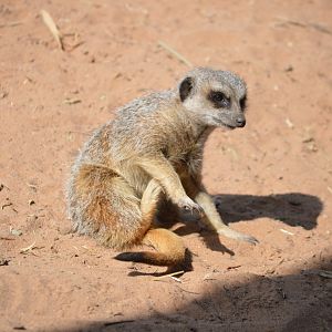 Meerkat, October 2024