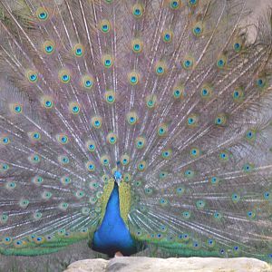Peafowl, October 2024