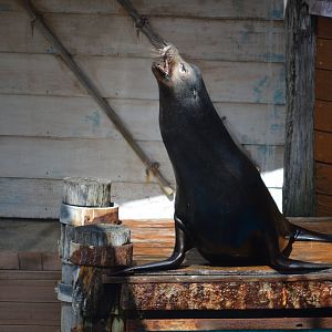 Seal Show, October 2024