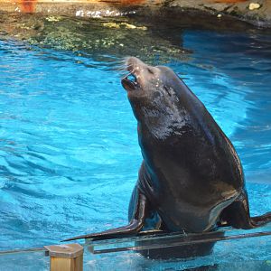 Seal Show, October 2024