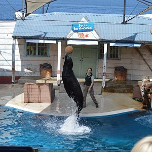 Seal Show, October 2024