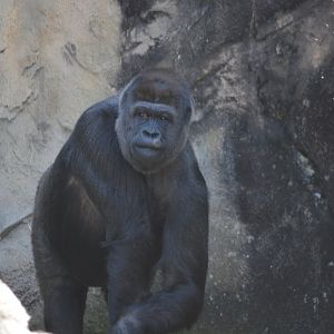 Gorilla, October 2024